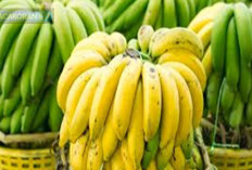 9 Manfaat Pisang Kepok Bagi Kesahatan, Ini Loh Khasiatnya Bro Jika Inggin Tahu....