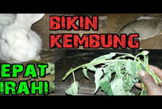 4 Makanan yang Berbahaya Untuk Kelinci! No 3 Pasti Sering Kamu Kasih, Apa Aja ? 
