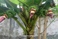 Segudang Manfaat Jantung Pisang untuk Kesehatan dan Pengobatan, No.16 Bikin Kaget!