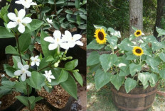 5 Rekomendasi Tanaman Hias yang Cantik dan Bawa Hoki, Fix Wajib Ada Dirumah! 