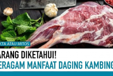 Wow! Kamu Harus Tau Nih 5 Manfaat Makan Daging Kambing Etawa Bagi Kesehatan Tubuh Manusia