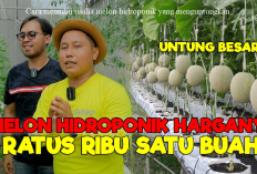 Ide Bisnis, Cara Memulai Usaha Melon Hidroponik yang Menguntungkan dengan Modal Minim, Tertarik?