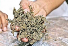 Polisi Berhasil Bekuk Pengedar Ganja Asal Balikpapan, yang Menjadi Langganan Para Mahasiswa di Malang