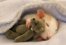 5 Tips Untuk Mengetahui Jenis Kelamin Hamster, Nomor 2 Pasti Kamu Langsung Paham Cara Membedakannya, Kok Bisa?