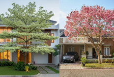 3 Rekomendasi Pohon Cantik Ini Bisa Bikin Rumah Sejuk Tanpa Merusak Pondasi, Nomor 1 Paling Favorit!