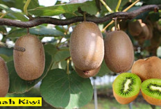 Buah Kiwi: Meningkatkan Mood dan Vitalitas dalam 4 Hari!  Tidak Percaya, silahkan dicoba