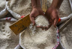 5 Daftar Harga Beras di Beberapa Daerah hingga Tembus Rp17 Ribu