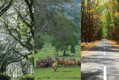 Eksplor Banyuwangi Yuk! De Djawatan Forest, Alas Purwo & Savana Sadengan Siap Menyambutmu