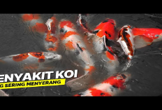 7 Penyakit yang Sering Menyerang Ikan Koi, No 1 Bahaya Banget Bisa Bikin Mati Massal, Kok Bisa?