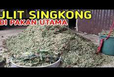 6 Cara Mengolah Kulit Ketela yang Aman untuk Pakan Kambing dan Sapi Ternak Solusi Inovatif Dalam Peternakan