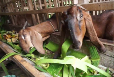 Peternak Kambing Wajib Tau Biar Makin Sukses, 6 Manfaat Daun Pisang Sebagai Pakan Alternatif