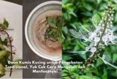 Daun Kumis Kucing untuk Pengobatan Tradisional, Yuk Cek Cara Mengolah dan Manfaatnya!