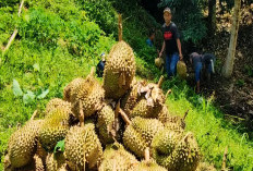 Meski Terkenal Raja Buah, Durian 'Haram' Masuk Singapura, Berikut Alasannya!