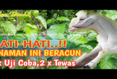 Info Ternak, 5 Tanaman Beracun yang Harus di Waspadai Para Peternak Kambing, No 1 Banyak Tumbuh Depan Rumah