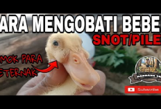 6 Cara Mengatasi Pilek Pada Bebek Ternak Solusi Dalam Dunia Peternakan
