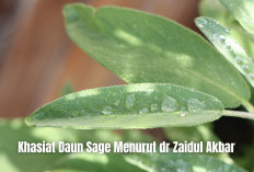 Khasiat Daun Sage Menurut dr Zaidul Akbar, Ampuh Atasi Kecemasan dan Tingkatkan Fokus?