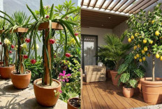 Terbukti! 3 Tanaman Buah Ini Tetap Segar Meski Diterpa Matahari Sepanjang Hari, Cocok untuk Diteras Rumah