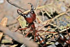 4 Hewan Dengan Ukuran Tubuh yang Kecil Tapi Sangat Berbahaya Karena Efek Gigitan dan Sengatannya, Apa Aja?