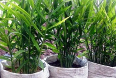 WOW Keren! 3 Rekomendasi Tanaman Mini yang Bisa Dijadikan Obat Herbal 