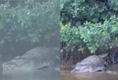 Tragis! Wanita di Konawe Utara Diterkam Buaya Saat Bersih-bersih, Jasadnya Ditemukan Sejauh 11 KM