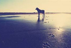 Lega..,Bukan Jejak Macan Kumbang  Apalagi Harimau, Ini Penjelasan BKSDA Soal Jejak Hewan Buas di Rumdin Bupati