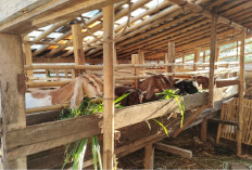 Info Ternak, Ketahui 4 Kiat Sukses Ternak Kambing untuk Pemula Agar Tidak Bangkrut, Awas Jangan Sampai Salah!