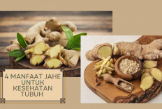 4 Manfaat Tanaman Jahe untuk Kesehatan! Solusi Badan Kurang Sehat di Musim Penghujan, Intip Khasiat Lainnya...