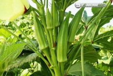 Rahasia Sukses: Budidaya Tanaman Okra dalam Pot untuk Panen Berkualitas dan Bebas Hama