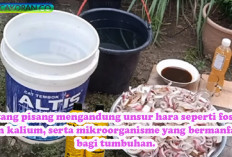 Manfaat Wow, Membuat Pupuk Super dari Batang Pisang, Tanaman Makin Keren
