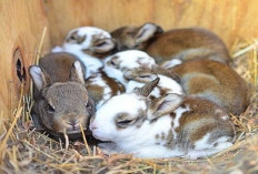 Info Ternak, Bunny Lovers Wajib Tahu Persiapan Kelinci Mau Melahirkan Agar Sehat dan Selamat, Berikut Tipsnya!