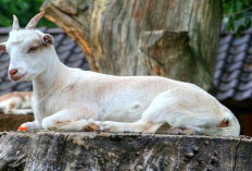 Peternak Wajib Tau! Cara Menyembuhkan Kambing Lumpuh dengan Bahan Alami Paling Ampuh Auto Sembuh