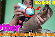 3 Tips Untuk Menghilangkan Bau Amis Pada Hewan Otter, Yuk Simak Apa AJa?