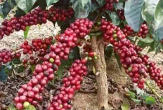 Harga Kopi Robusta Bengkulu Tembus Rekor! Petani Kepahiang Senyum Lebar, Ini Penyebab Harga Terus Melonjak