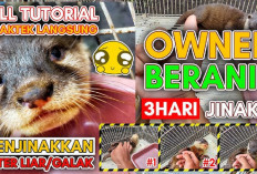 7 Tips Mudah yang Dapat kamu Lakukan Melatih Otter Bagi Pemula, Yuk Cobain Sekarang!