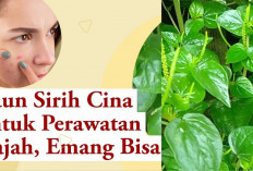 Cara Ampuh Atasi Penuaan Kulit, 4 Manfaat Daun Sirih Cina untuk Wajah Usia 50 Tahun Ke Atas, Yuk Cobain Girls!