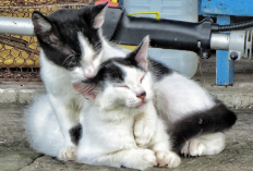 Anabulmu Berperilaku Aneh? Berikut 5 Tanda Bahwa Kucingmu Siap Untuk Kawin, Simak Penjelasannya Disini