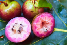 Bestie Harus Tahu! 6 Buah Langka Paling Susah Ditemuin di Dunia, Nomor 5 Tidak Terduga