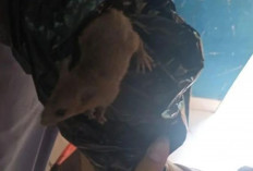 Viral! Tikus Keluar dari Ompreng Program MBG, Bikin Siswa Panik