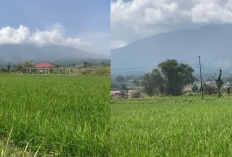 50 Hektare Sawah di Agam Terancam Gagal Panen, Petani Menjerit!