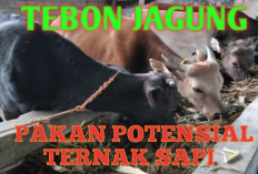 Optimalisasi Gizi untuk Pertumbuhan dan Kesehatan Peternakan, Tebon Jagung Sebagai Pakan Sapi Alternatif