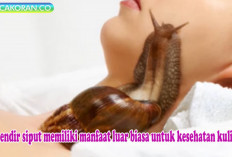 Wow Ternyata Hewan Bercangkang Ini Memiliki Manfaat Untuk Kecantikan Loh.