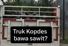 Viral Truk Kopdes Angkut Benih Kelapa Sawit, Netizen Tanya Mau Dibawa ke Mana?