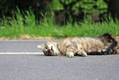 Identik Dengan Kesialan! 5 Mitos yang Beredar di Masyarakat Indonesia Tentang Menabrak Kucing Hingga Mati...