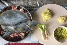 Apa Hukum Memakan Labi-labi atau Bulus Dalam Pandangan Islam? Begini Menurut LPPOM MUI...