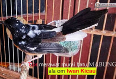 Perawatan yang Salah Saat Murai Batu Mabung: Ini Langkah-Langkah yang Benar Ala om Iwan Kicau