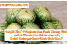 Wajib Tau, Manfaat dan Jenis Terong Bulat untuk Kesehatan Tubuh Manusia, Salah Satunya Buat Otak Kok Bisa? 