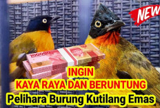 Bikin Kaya! Ternyata Memelihara Burung Kutilang Emas Bisa Seberuntung dan Secuan ini, Tertarik?
