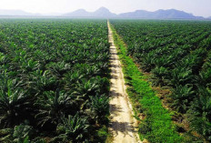 Sawit Itu Baik, Jangan Percaya Kampanye Negatif Barat, Ini Buktinya...