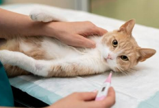 Kucingmu Terkena Epilepsi? Kenali 4 Gejala Penyakit dan Pertolongan yang Dapat Kamu Lakukan