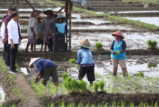 Pupuk Subsidi Melimpah sampai Maret, Bagaimana Nasib Anggaran Pupuk Rp14 Triliun? Begini Penjelasan Kementan 